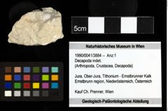 Foto (Objekt + Etiketten) von Decapoda indet. 